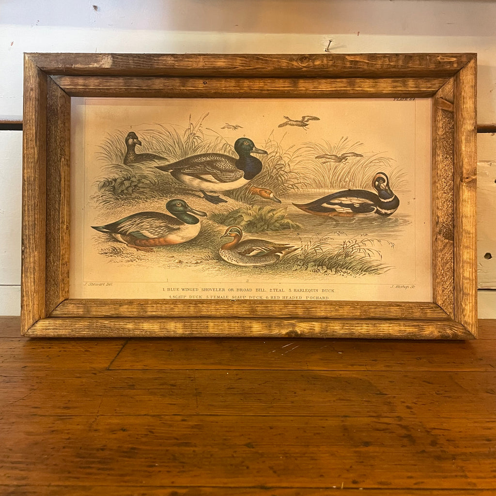 Ducks in Pond Framed Canvas