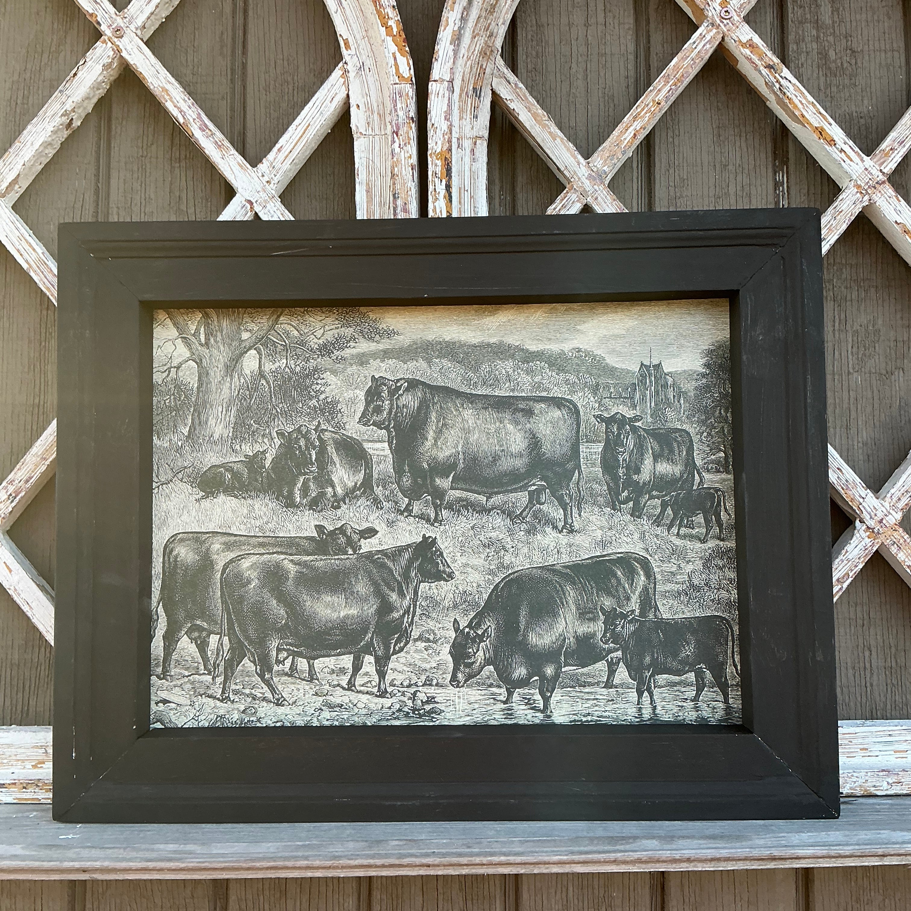 Framed Canvas Print of Angus Herd