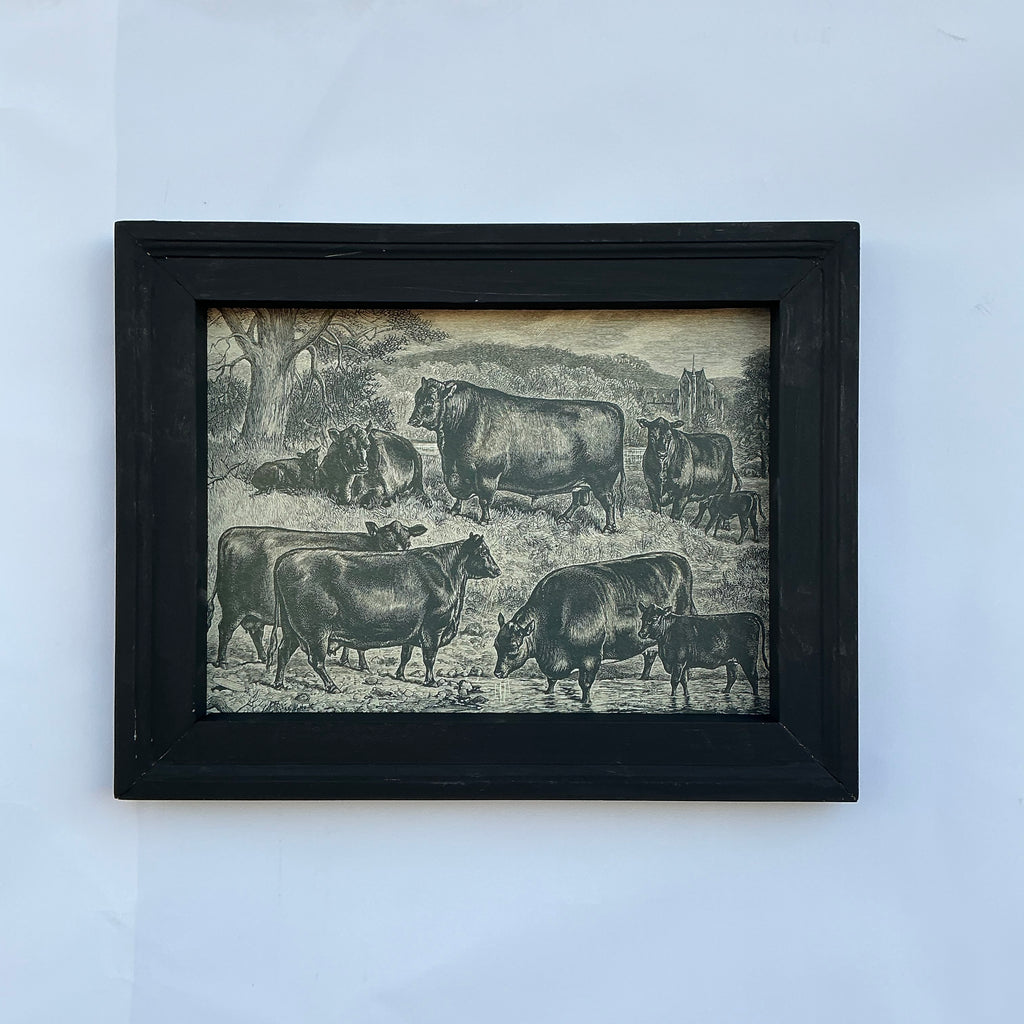 Framed Canvas Print of Angus Herd
