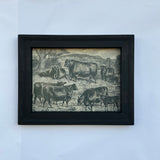Framed Canvas Print of Angus Herd