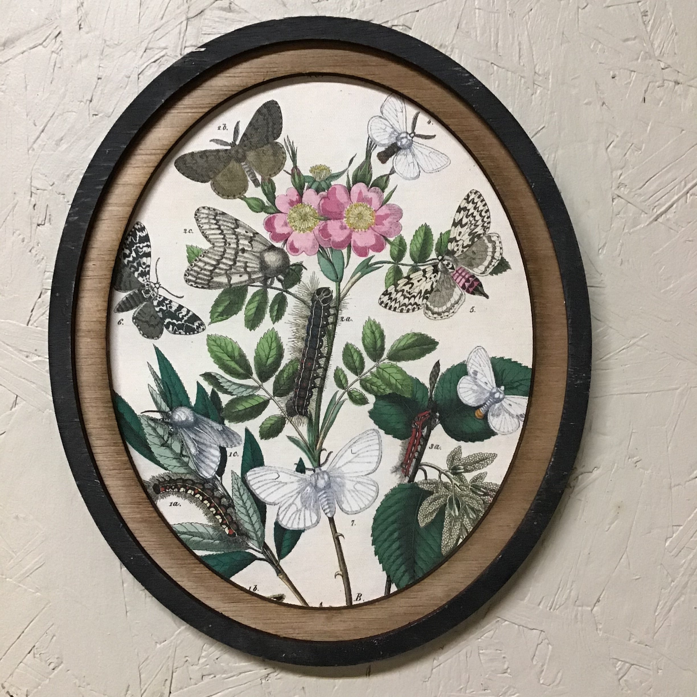 Set of 3 Oval Framed Butterfly Prints