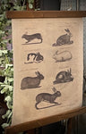 Vintage Rabbit Poster