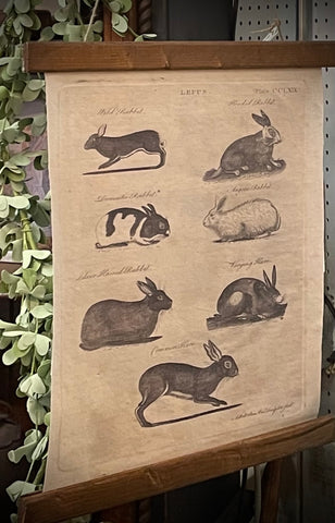 Vintage Rabbit Poster