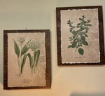 Set of 4 Herbs on Box frame