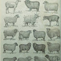 Sheep breed hanging canvas