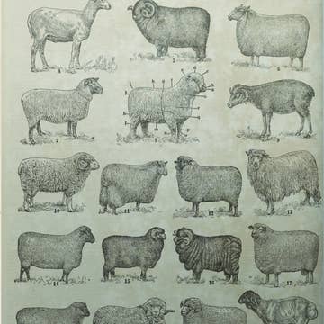 Sheep breed hanging canvas