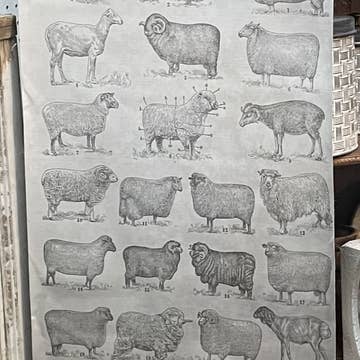 Sheep breed hanging canvas